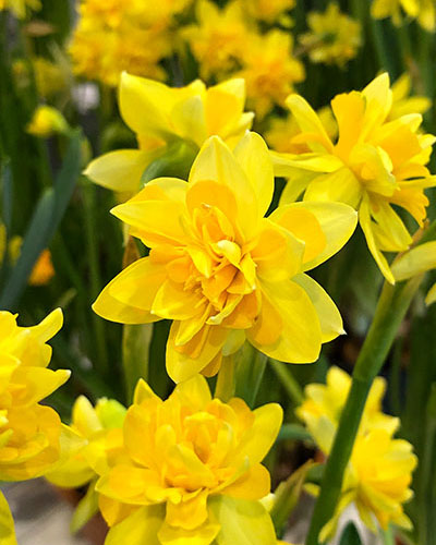 Narcis species Tete Boucle 11/12, 100 kusov 